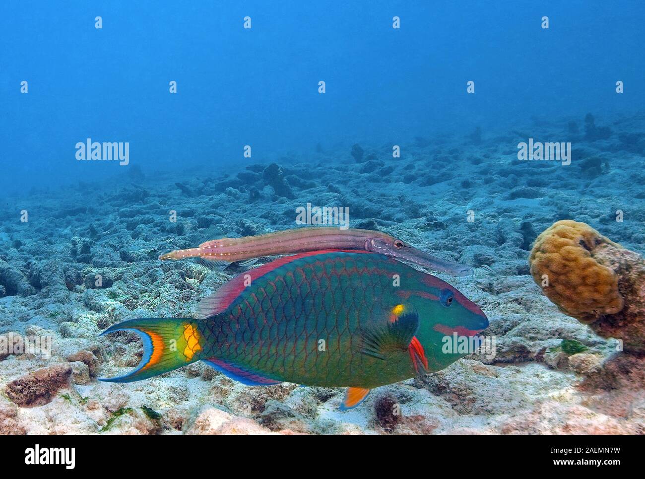 Stoplight parrotfish (Sparisoma viride) and Trumpetfish (Aulostomus maculatus), swimming together, Bonaire, Netherland Antilles, Caribbean Stock Photo