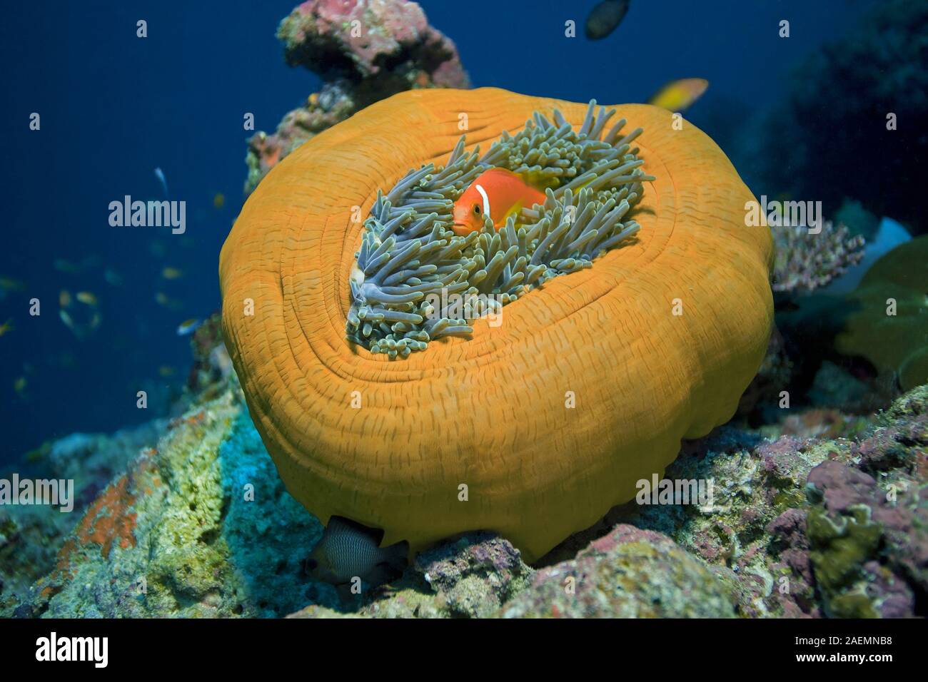 Maldives anemonefish (Amphiprion nigripes) lives in symbiosis with the Magnificent sea anemone (Heteractis magnifica), Ari Atoll, Maldive islands Stock Photo