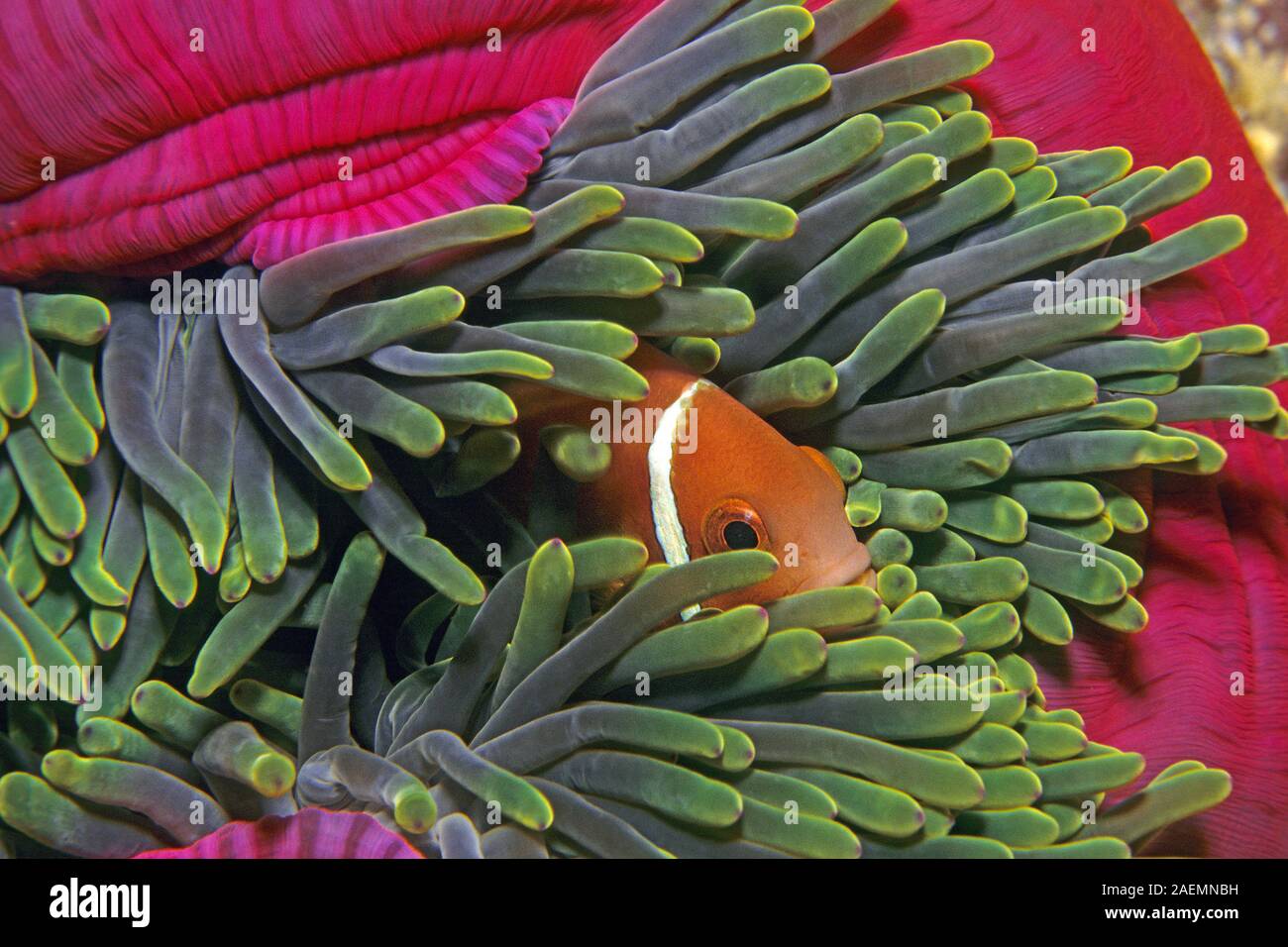 Maldives anemonefish (Amphiprion nigripes) lives in symbiosis with the Magnificent sea anemone (Heteractis magnifica), Ari Atoll, Maldive islands Stock Photo