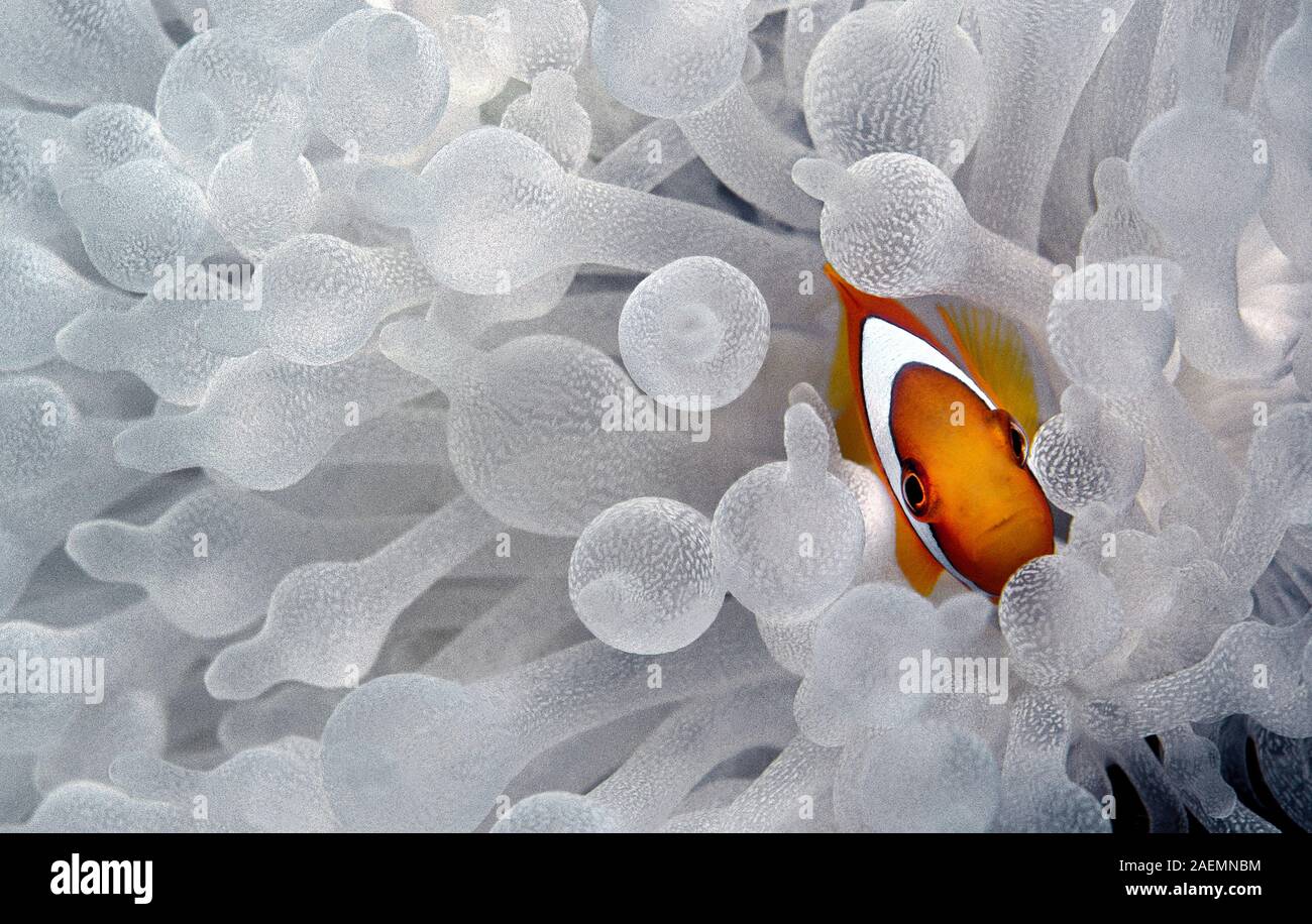 Redfin anemonefish, Bridled anemonefish (Amphiprion frenatus) lives in symbiose with Bubble-Anemone (Entacmaea quadricolor), Sabang Beach, Philippines Stock Photo