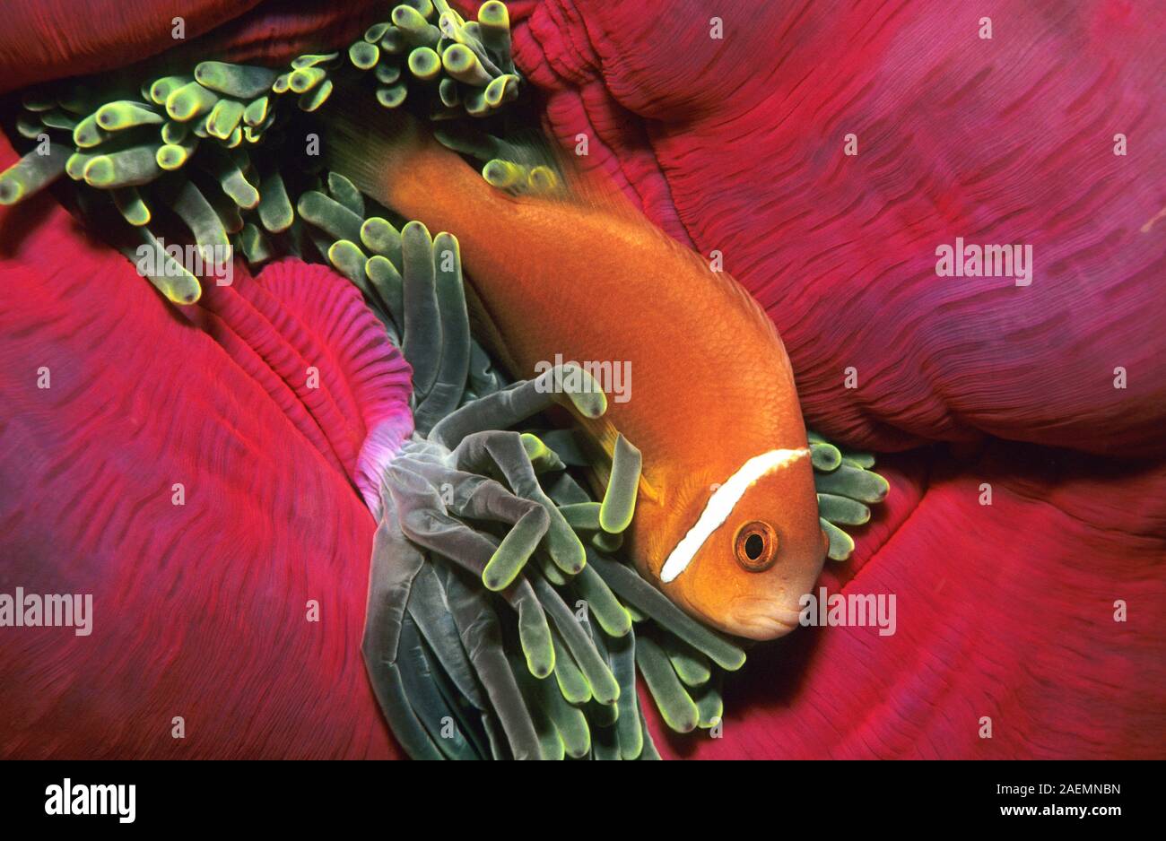 Maldives anemonefish (Amphiprion nigripes) lives in symbiosis with the Magnificent sea anemone (Heteractis magnifica), Ari Atoll, Maldive islands Stock Photo