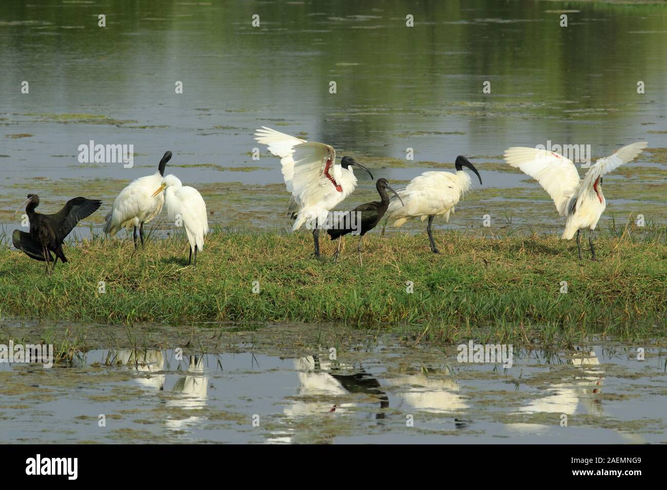 Ibis in keoladeo national Park in India Stock Photo