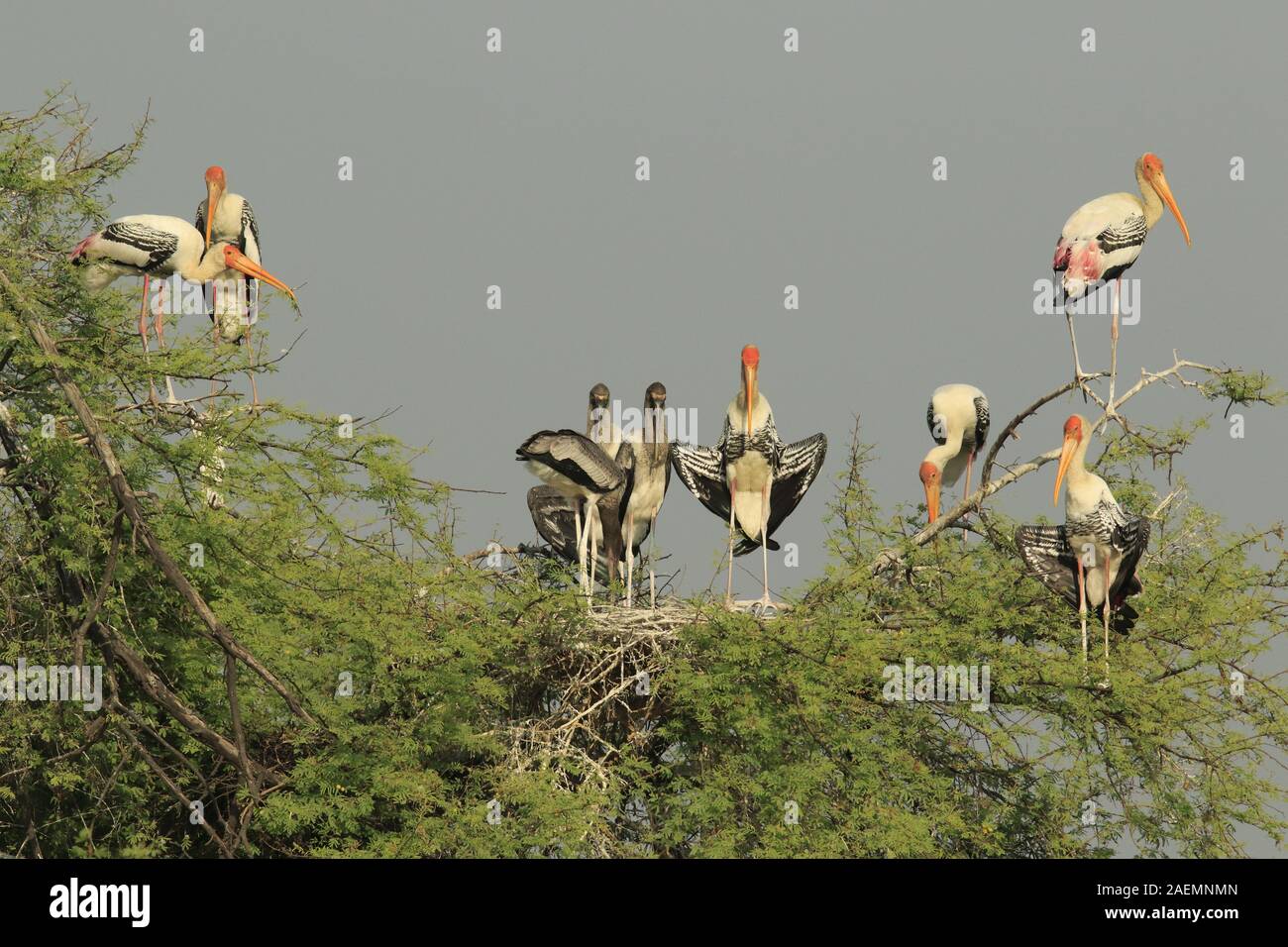 Painted storks on the branch Stock Photo