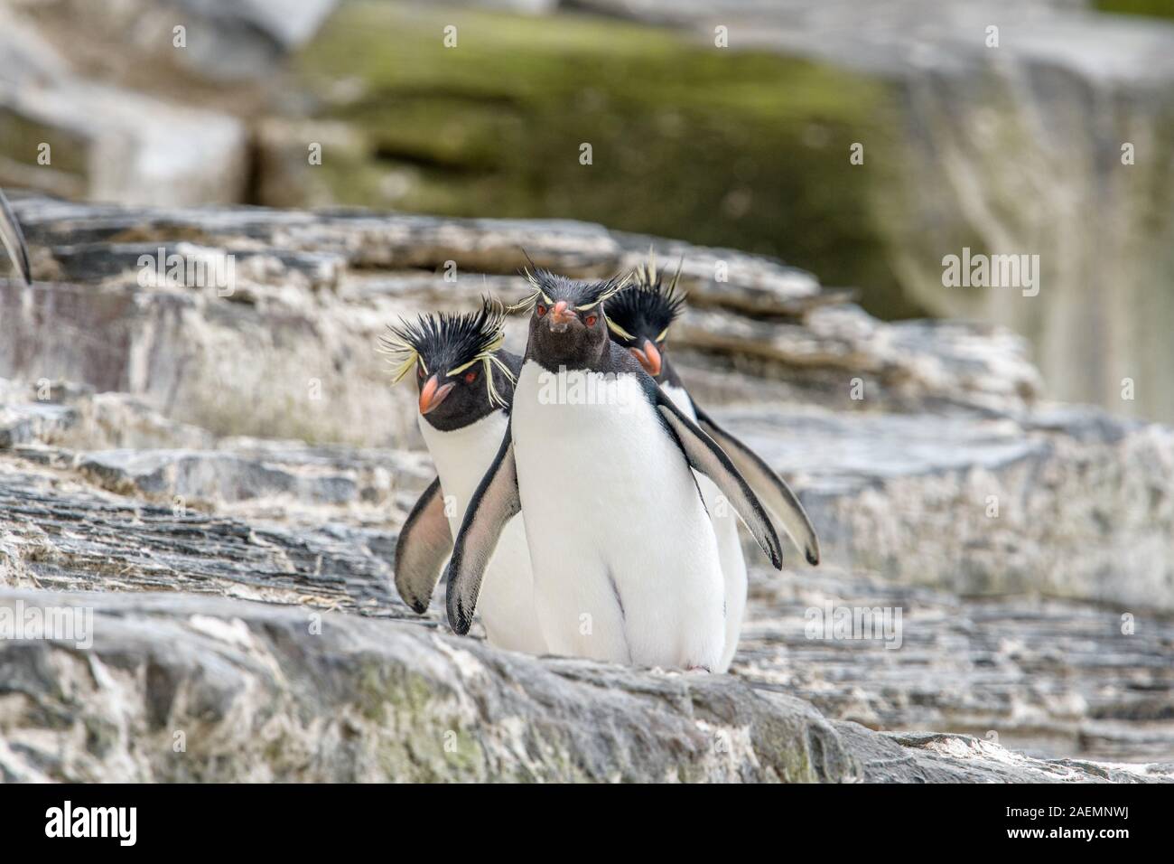 Group of Rockhopper walking towards the camera in the Falkland Islands Stock Photo