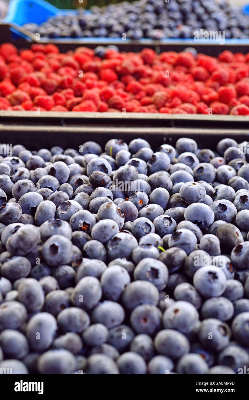 Fresh organic blueberries at a farmers market in summer Stock Photo Alamy