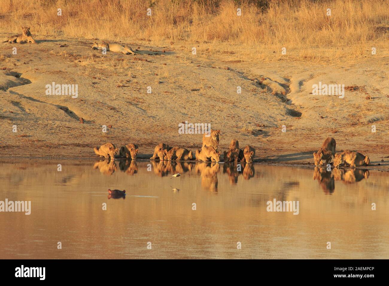 Lionesses drinking at a waterhole Stock Photo