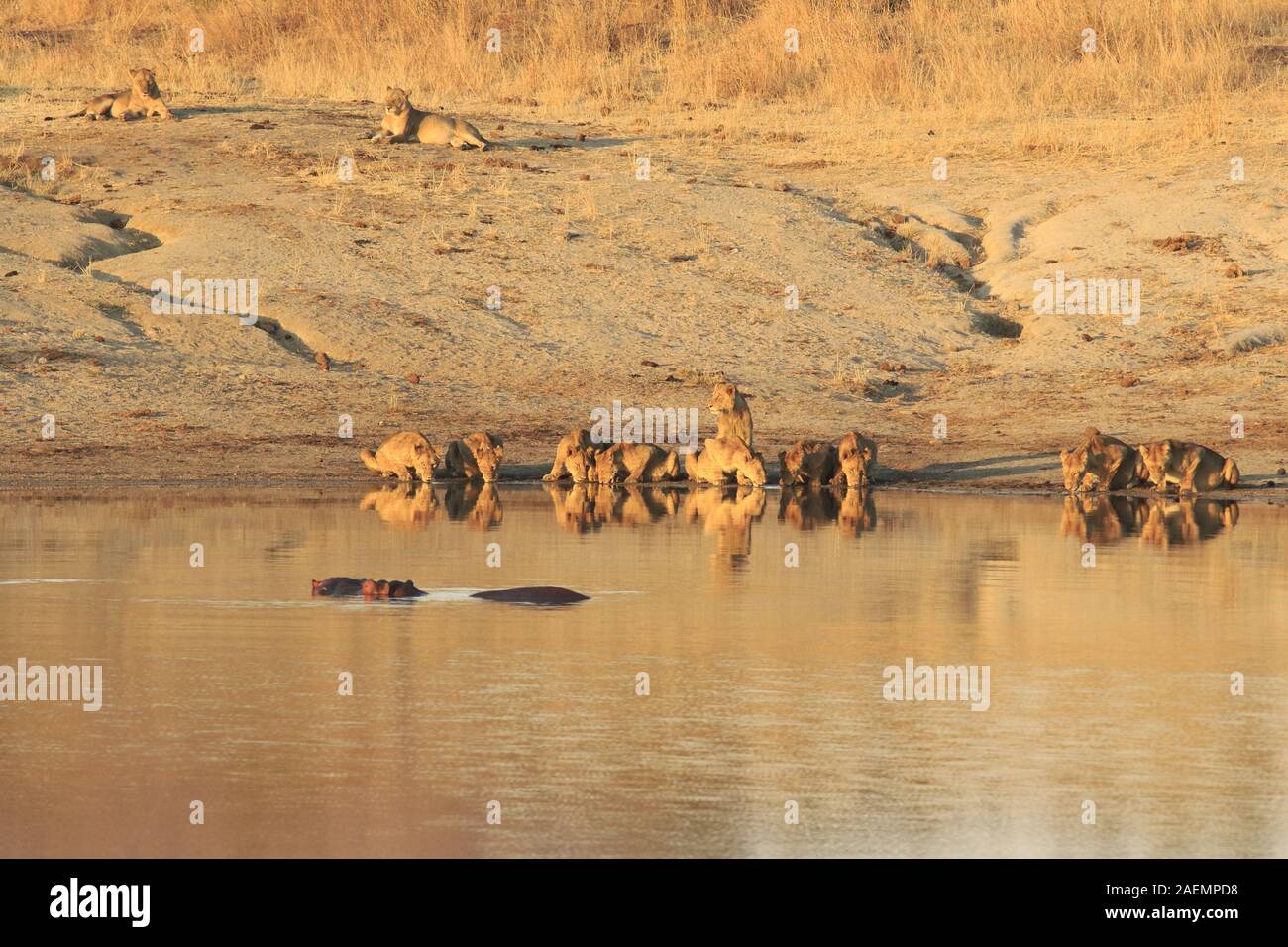Lionesses drinking at a waterhole Stock Photo