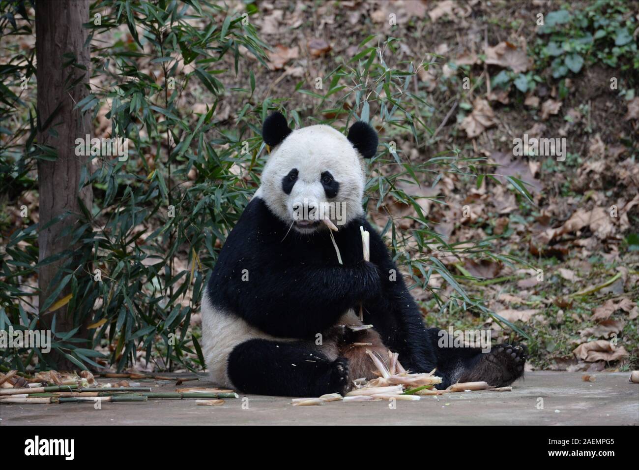 Panda Bei Bei eats bamboos at the China Giant Panda Protection Research