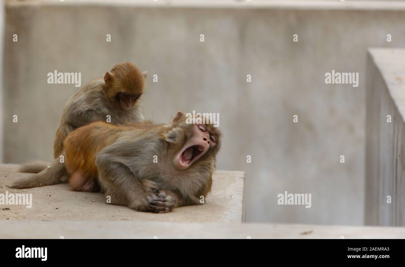 A baby monkey catches lice for a mother moneky in Xingtai Zoo in Xingtai  city, north China's Hebei province, 16 November 2019 Stock Photo - Alamy