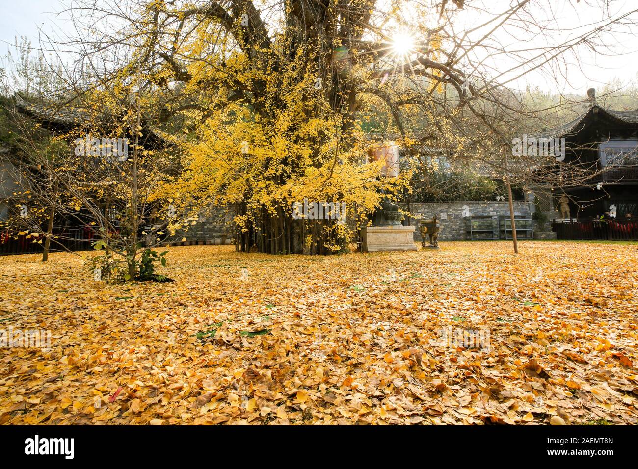 An Ancient Chinese Ginkgo Tree Drops an Ocean of Golden Leaves