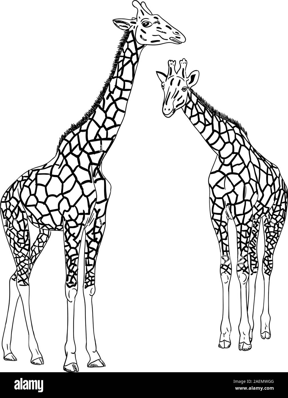 Two giraffes. Vector illustration Stock Vector Image & Art - Alamy