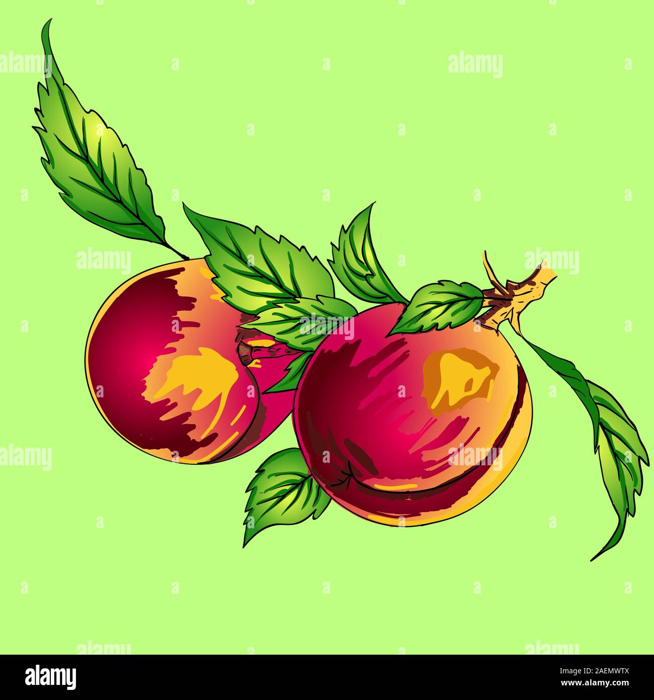 Two peaches with leaves on a branch on a light background Stock Vector