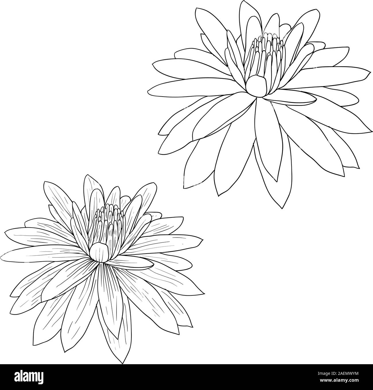 Oriental lotus - a flower Vector illustration Stock Vector Image & Art ...