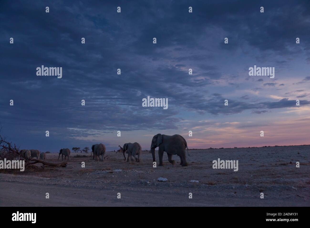 Elephants walking in twilight,on desert pan, salt pan, Etosha National Park, Namibia, Southern Africa, Africa Stock Photo