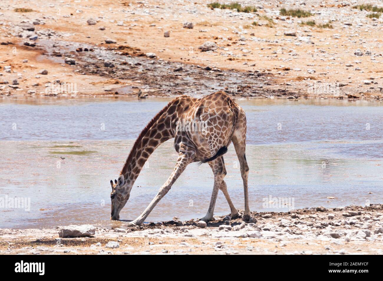 Giraffe drinking water at waterhole,  Etosha National Park, salt pan, Namibia, Africa Stock Photo