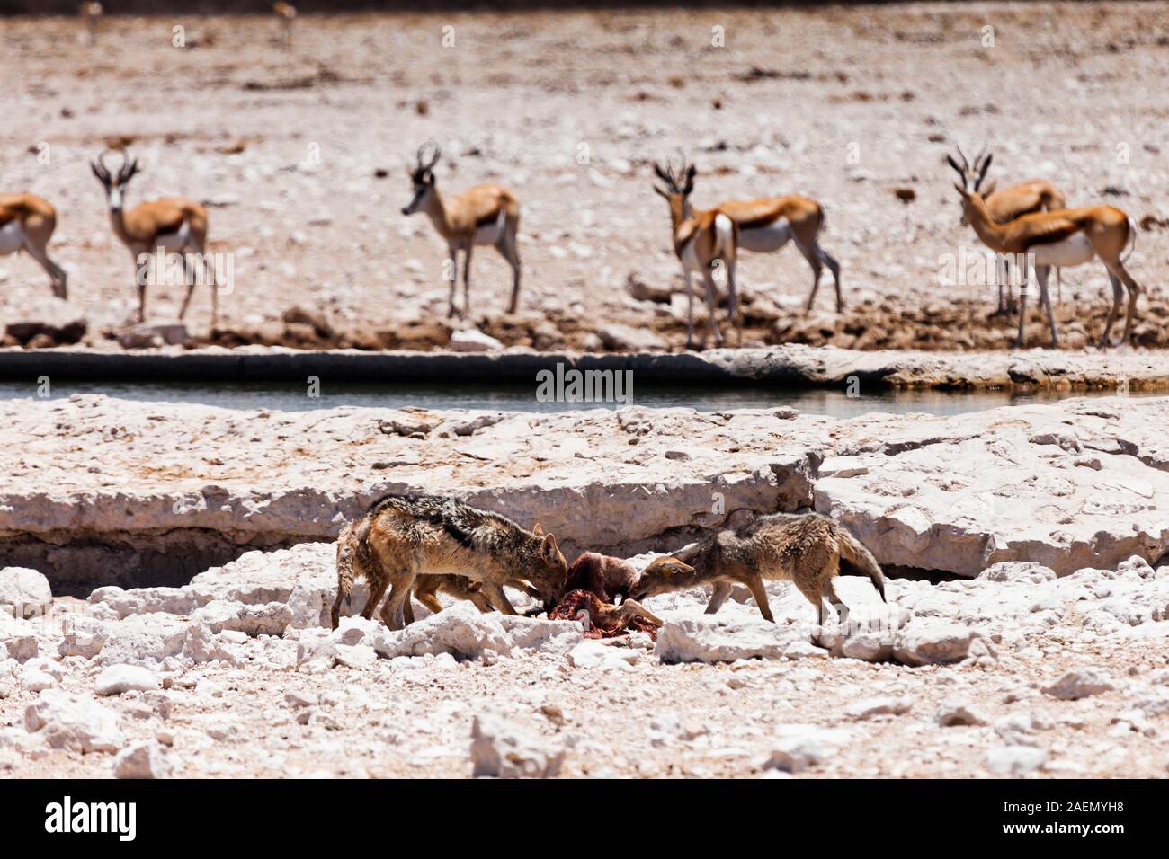 Two Black-backed Jackals eating carcass, Canis mesomelas, salt pan, Etosha National Park, Namibia, Southern Africa, Africa Stock Photo