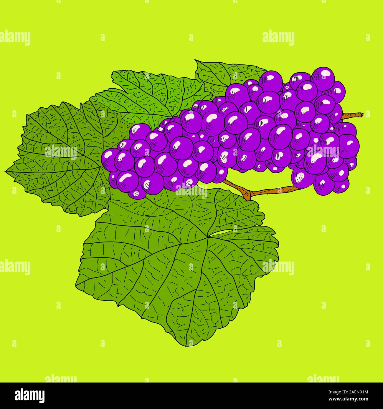 Abstract Grape with leafs (Vector Stock Vector Image & Art Alamy