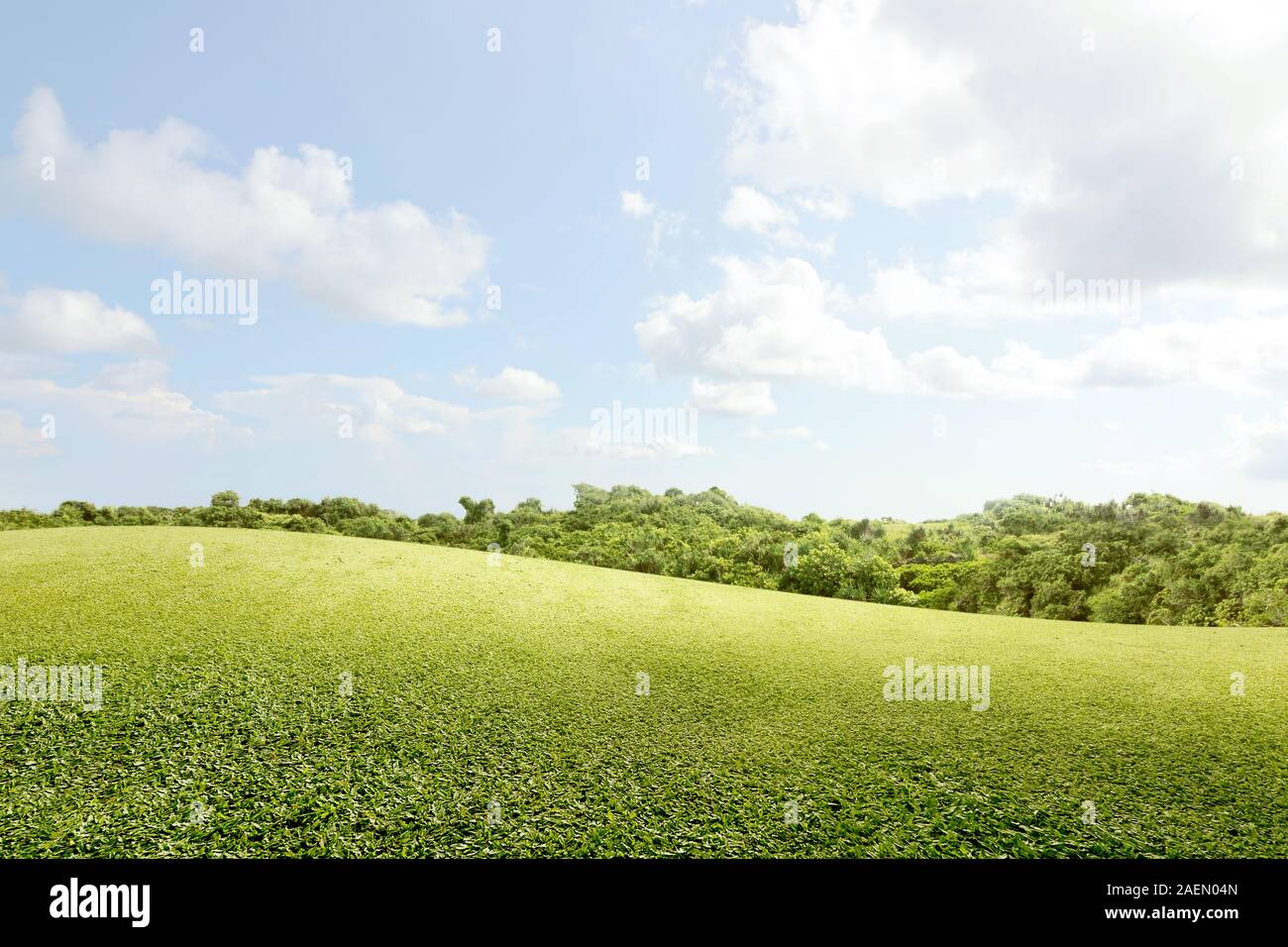 Green grass field with trees and blue sky background Stock Photo - Alamy