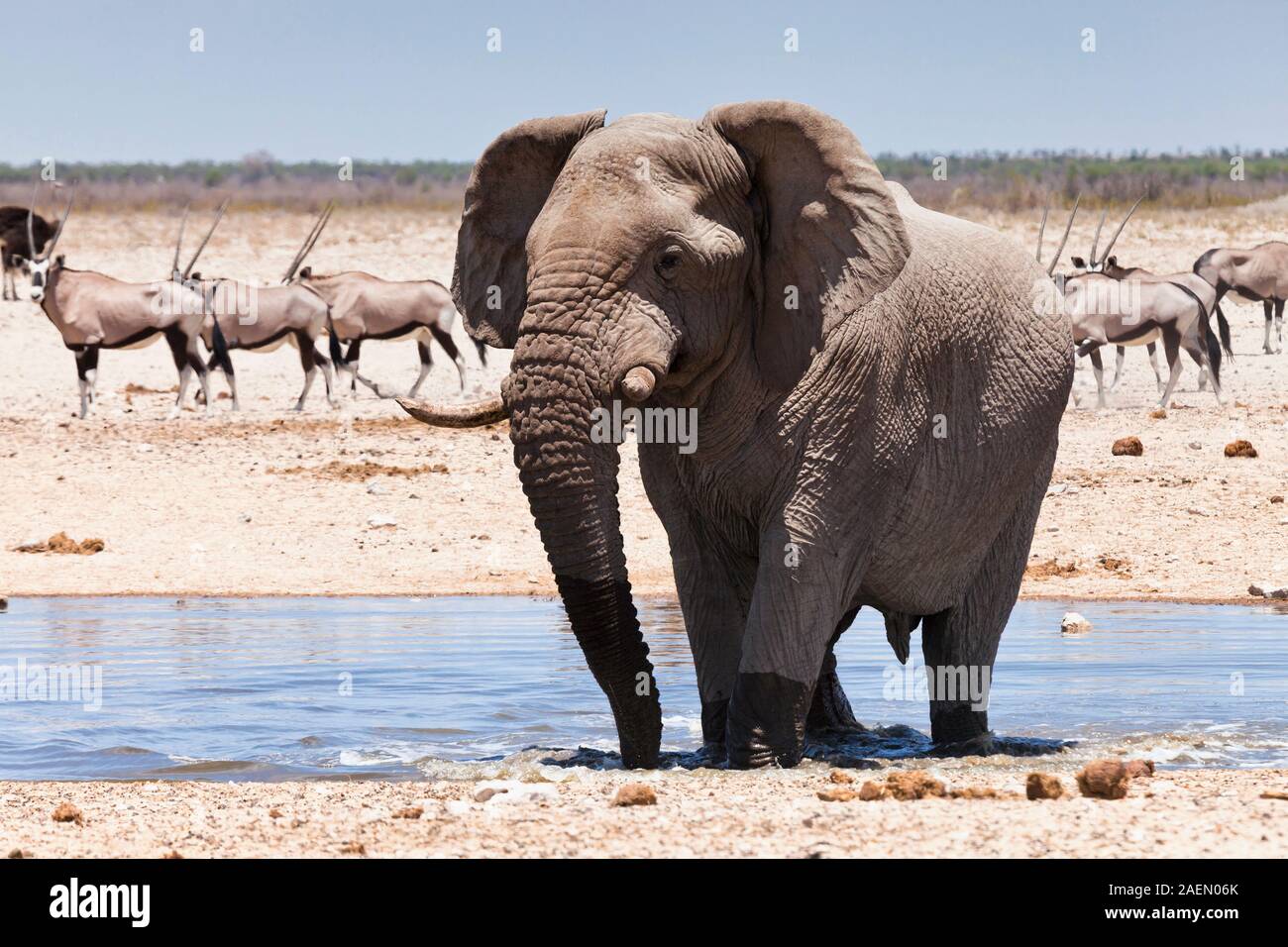 Elephant drinking water, at waterhole, Etosha National Park, salt pan, Namibia, Africa Stock Photo