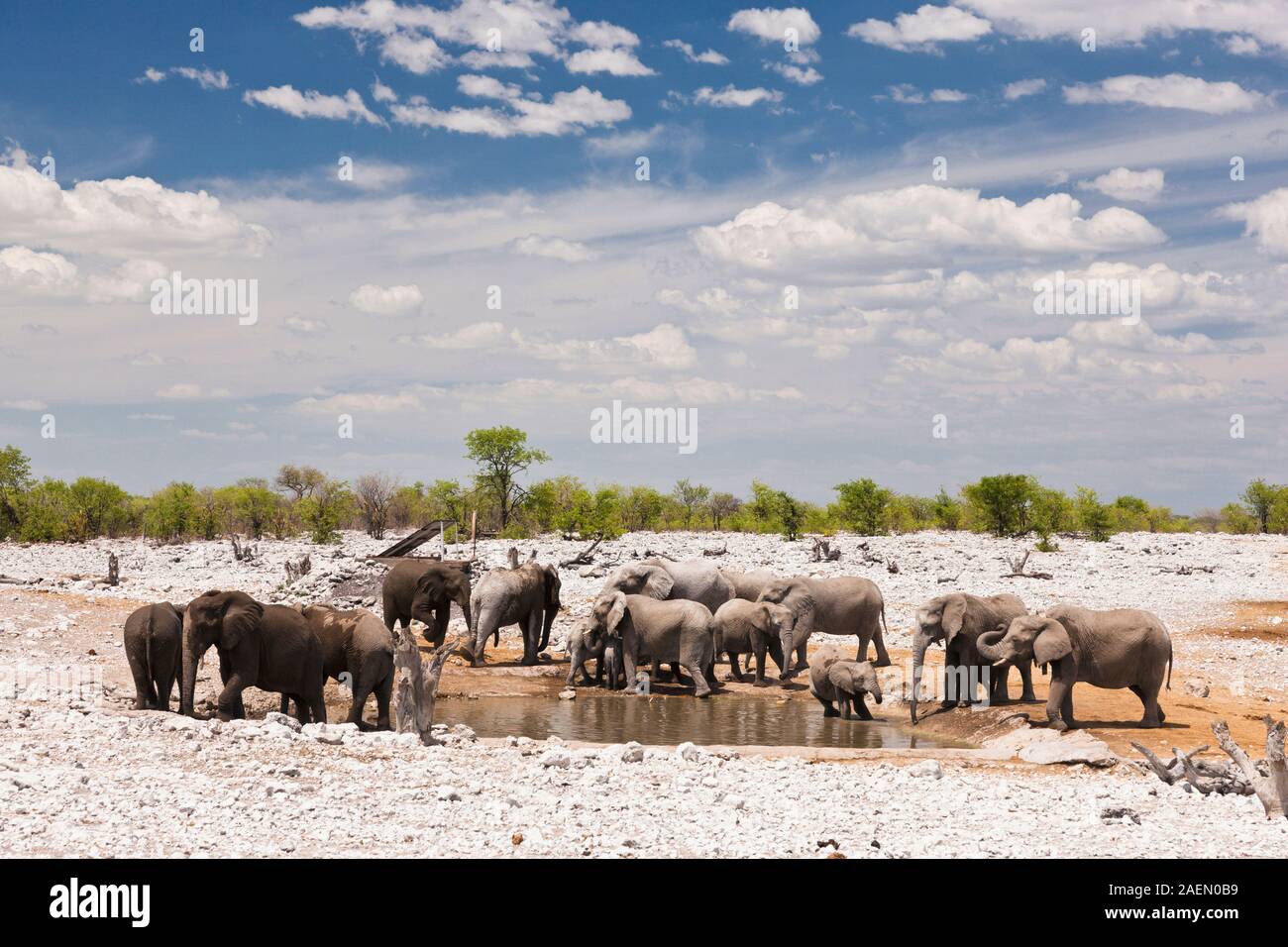 Elephants drinking water, at waterhole, salt pan, Etosha National Park, Namibia, Southern Africa, Africa Stock Photo