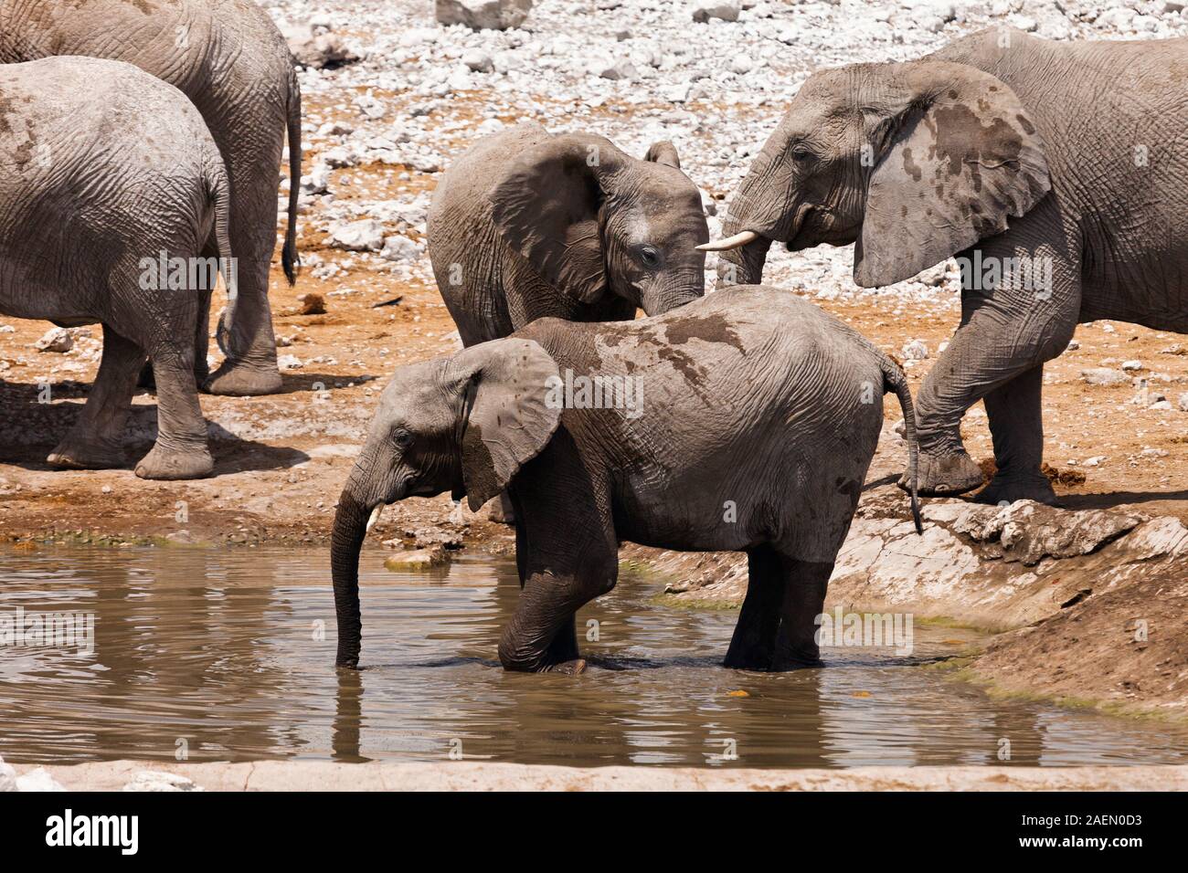 Elephants drinking water, at waterhole, salt pan, Etosha National Park, Namibia, Southern Africa, Africa Stock Photo