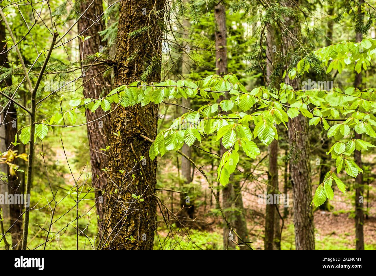 Fresh leaves in spring, background, green tree branches Stock Photo - Alamy