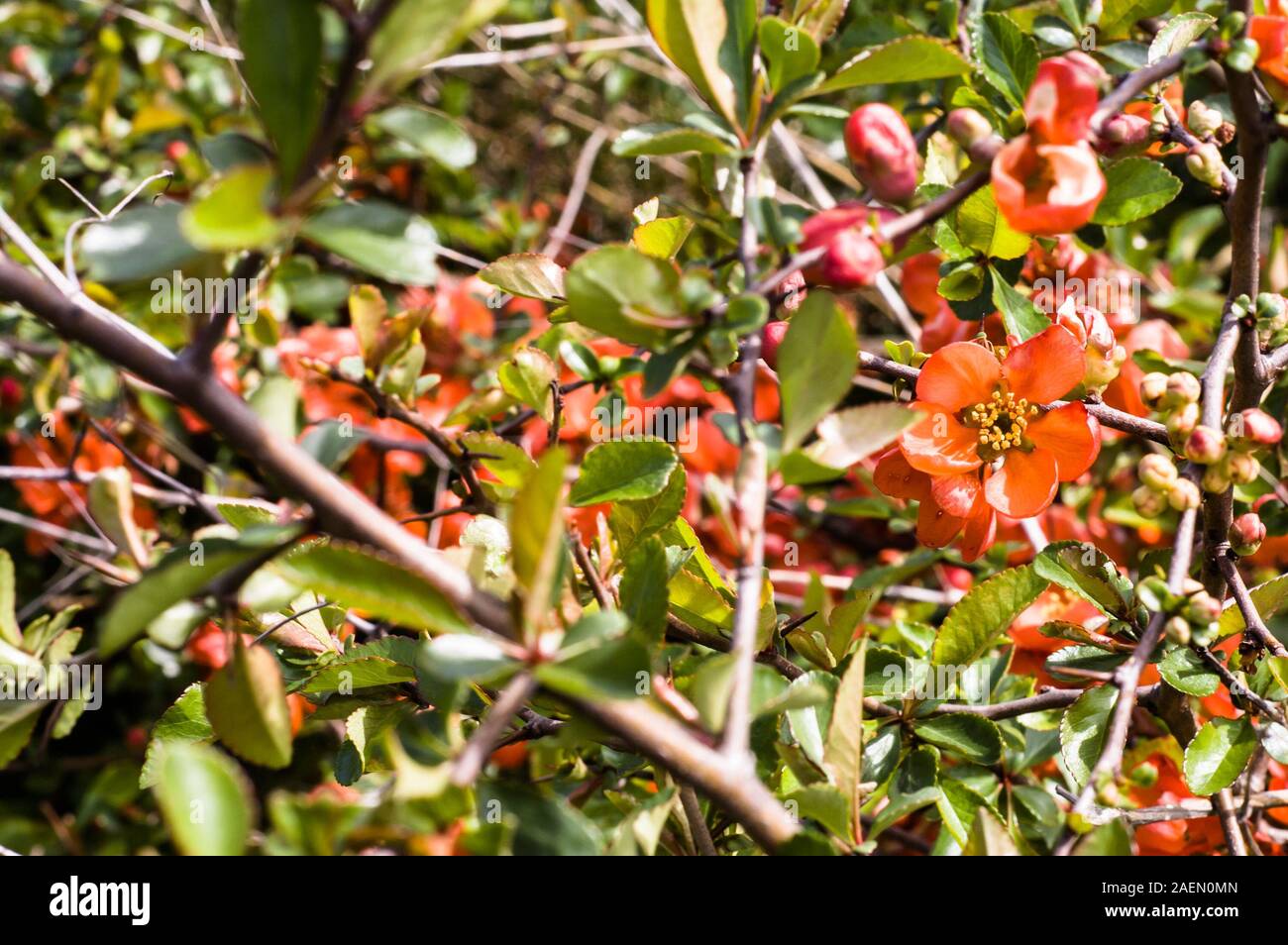 Quince blossoms, spring background with flowers Stock Photo - Alamy