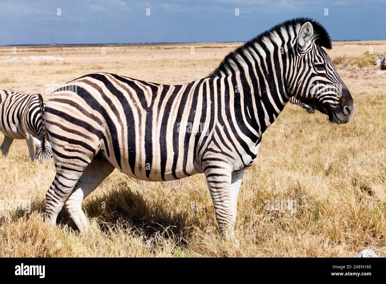 Zebra face and body, striped pattern, salt pan, Etosha National Park, Namibia, Southern Africa, Africa Stock Photo