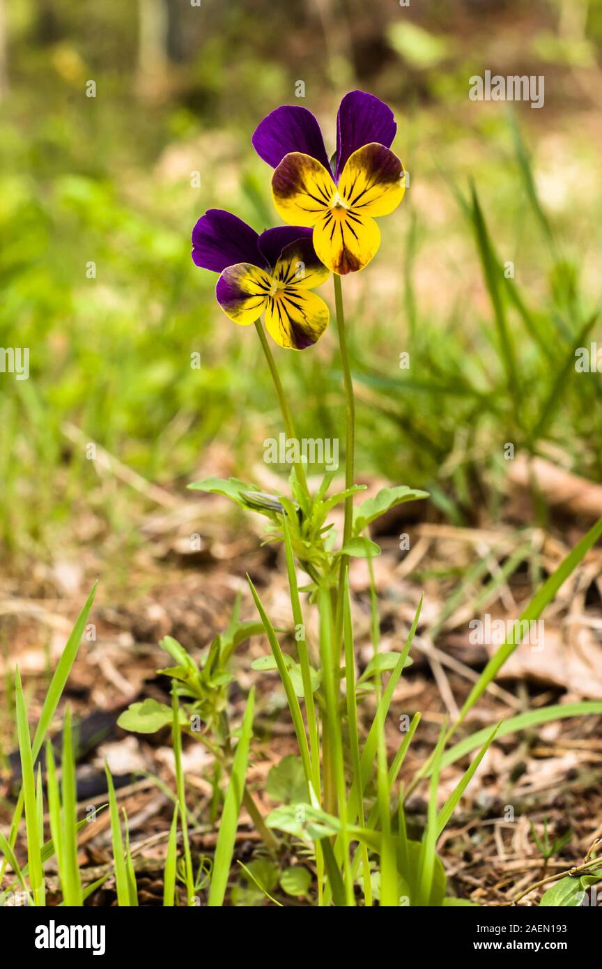 Wild pansy flower, violet, purple viola tricolor in grass at spring Stock Photo