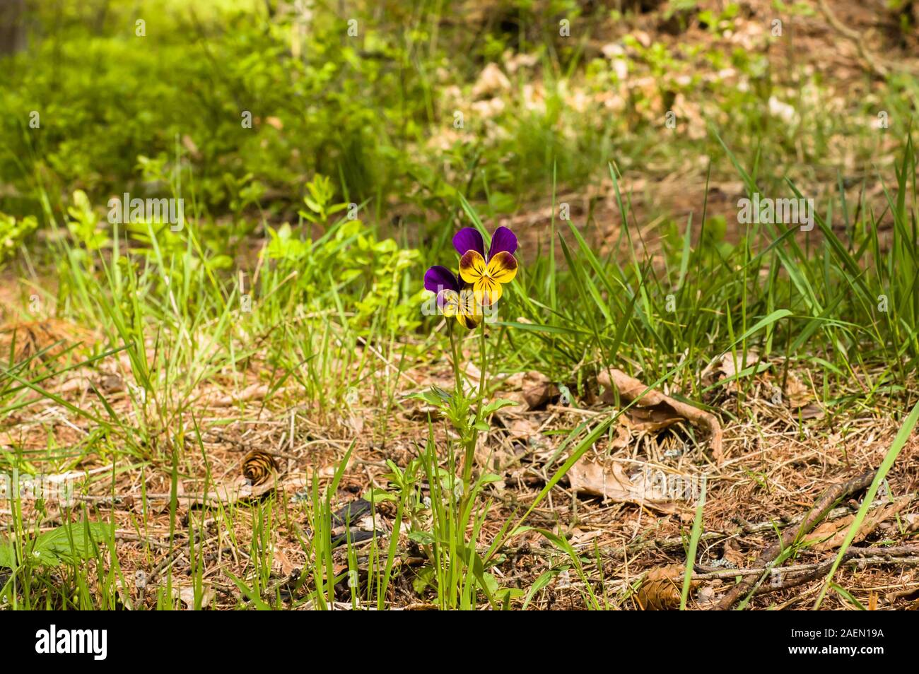 Spring background with pansy flower, violet, purple viola tricolor Stock Photo