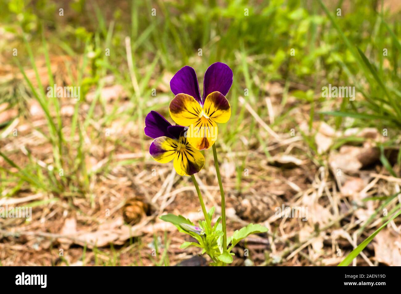 Spring background with pansy flower, violet, purple viola tricolor Stock Photo