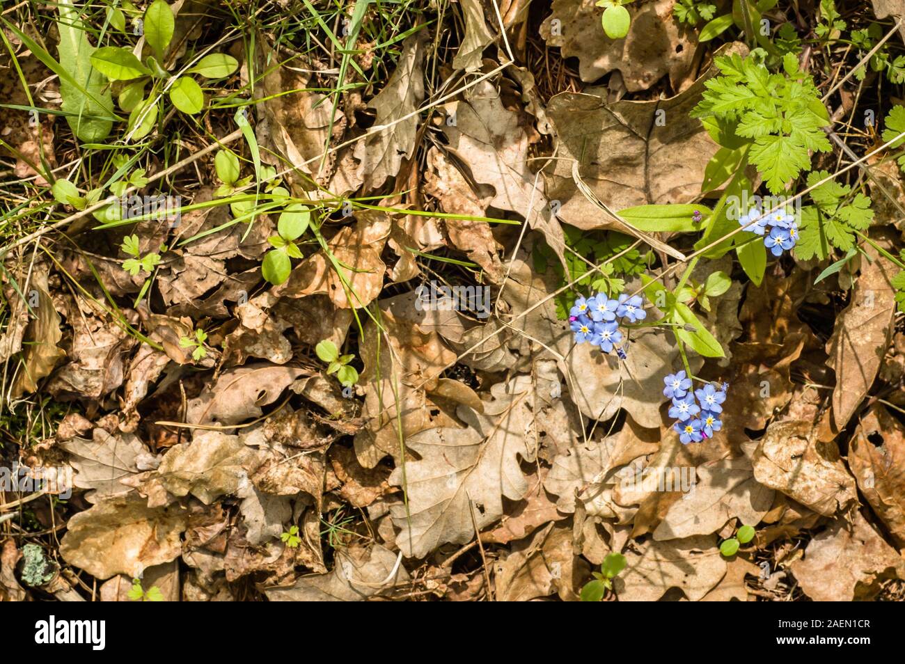 Spring Not Flowers Wildflowers, nots, spring flowers growing wild in the forest Stock ...