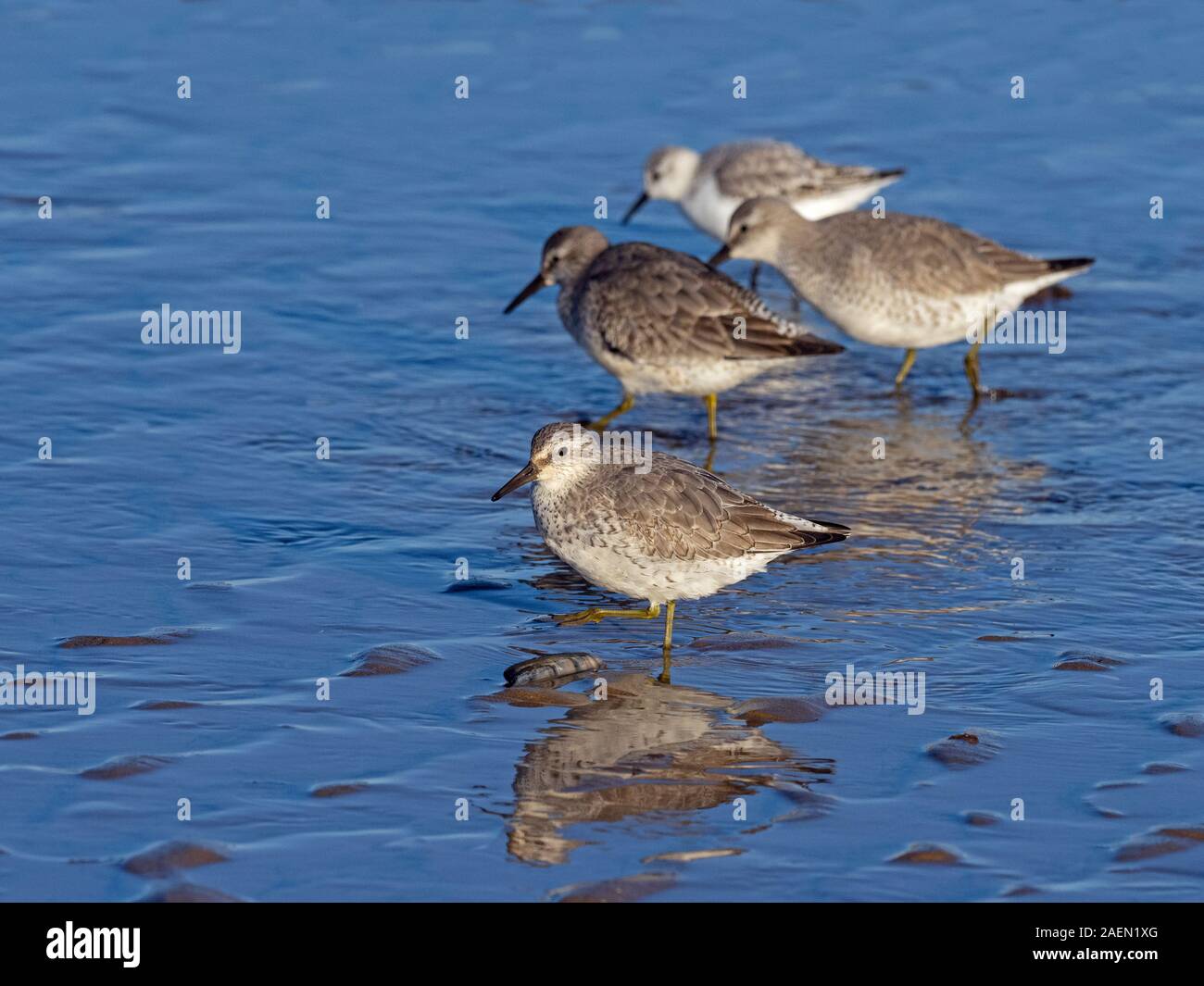 Knot Calidris canutus with Dunlins wading in coastal pool Stock Photo