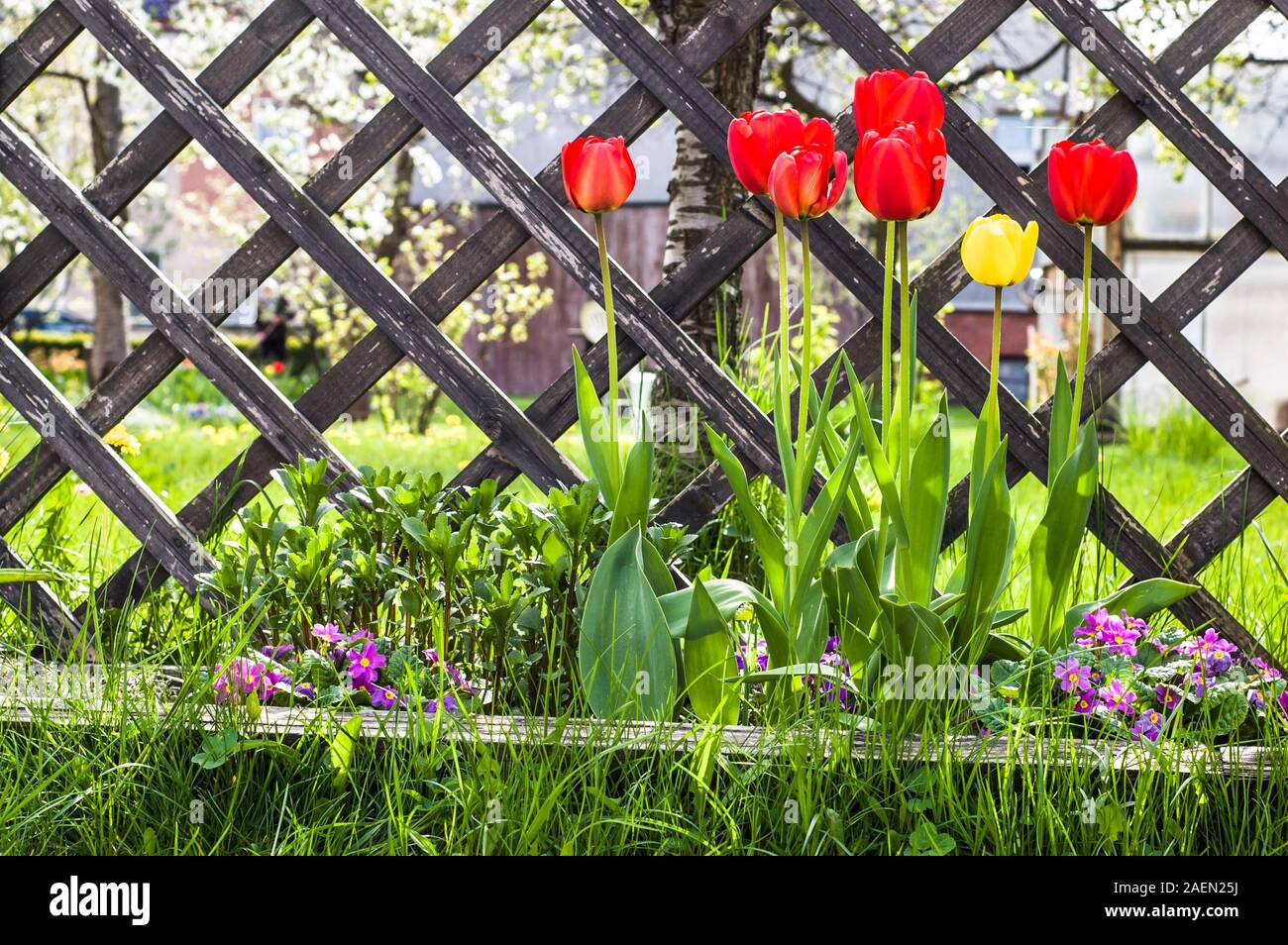 Red tulips in the garden, spring background Stock Photo - Alamy