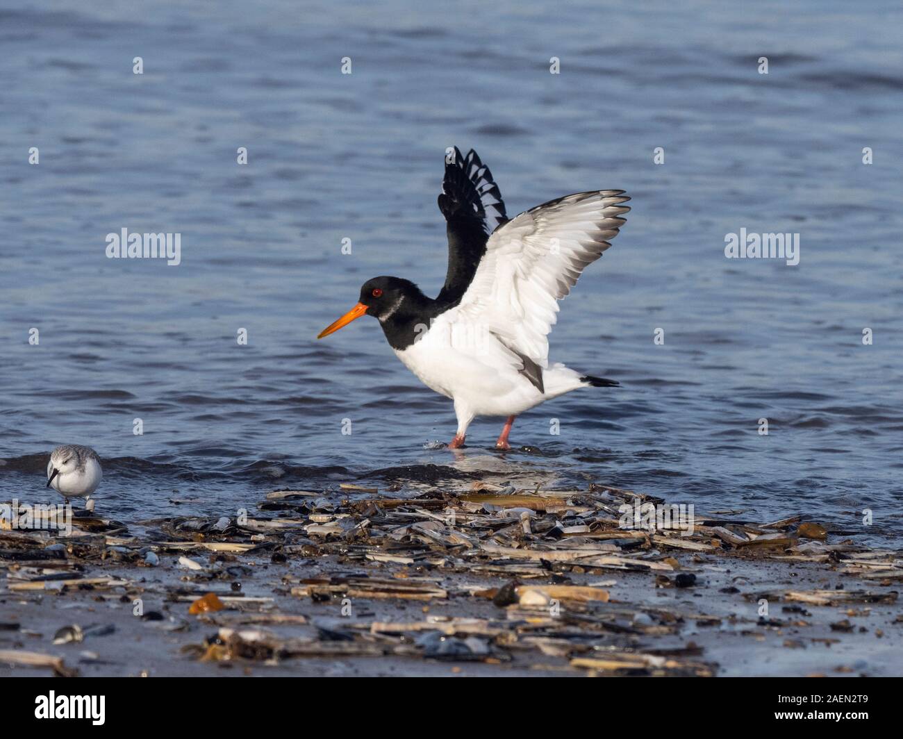 Oyster Catcher Haematopus ostralegus Feeding Norfolk Winter Stock Photo