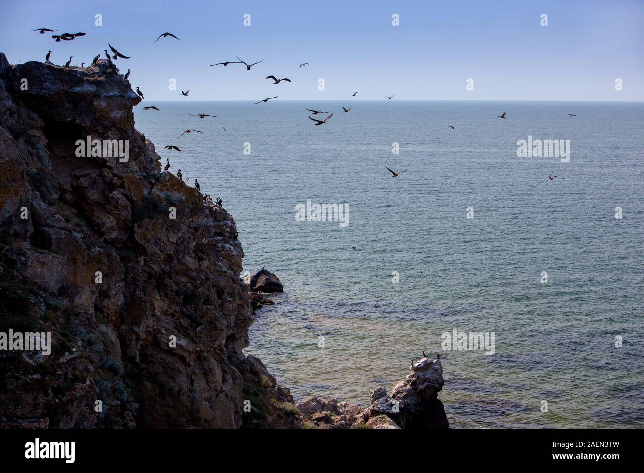 Birds on the rock in sea, seagulls and cormorants sitting and flying. Sea birds in natural habitat. Stock Photo