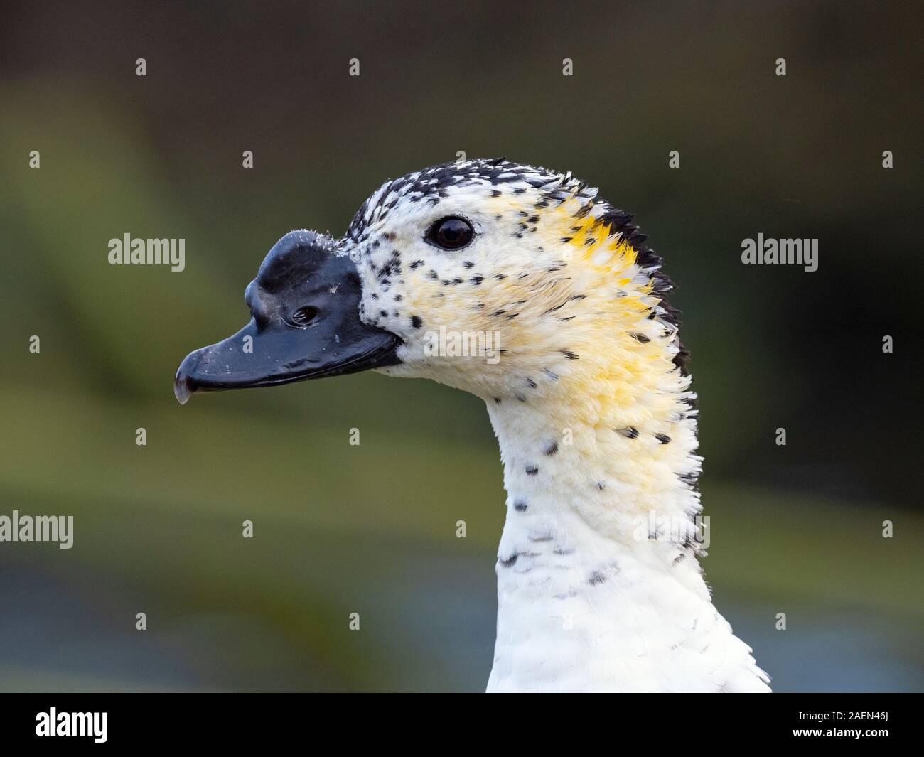 Knob-billed duck or African comb duck Sarkidiornis melanotos Stock Photo -  Alamy