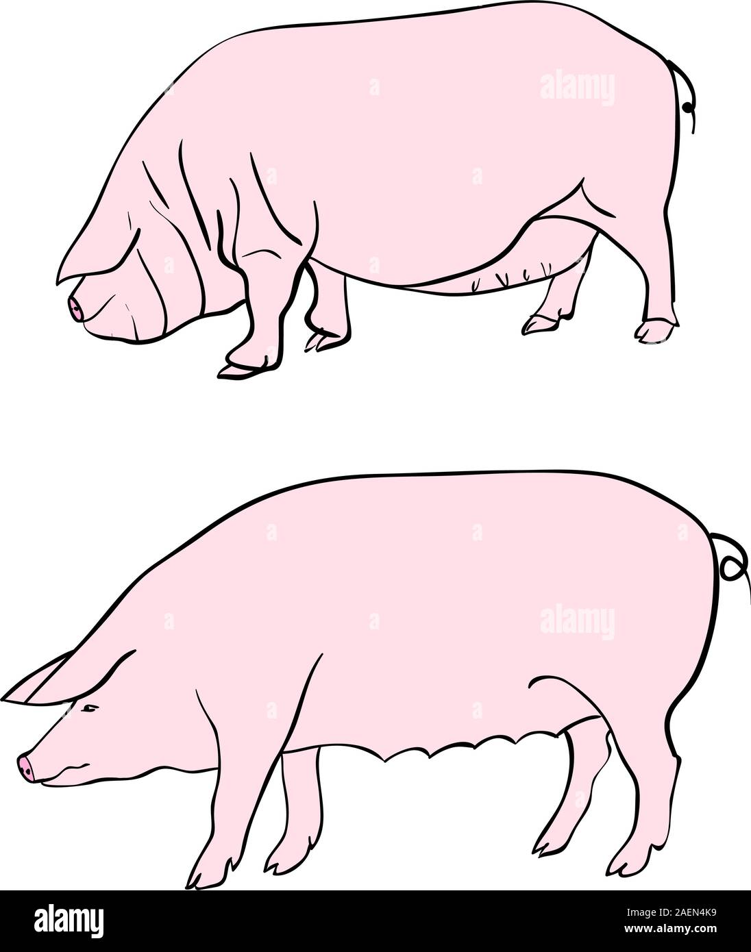 Pig meat cut drawing hires stock photography and images Alamy