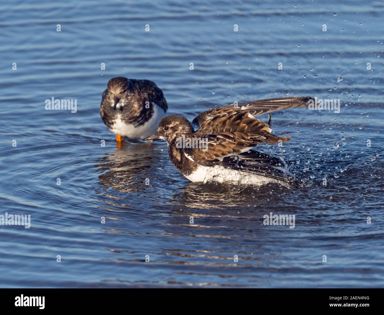 Turnstone Arenaria interpres bathing at low tide Titchwell Norfolk Stock Photo