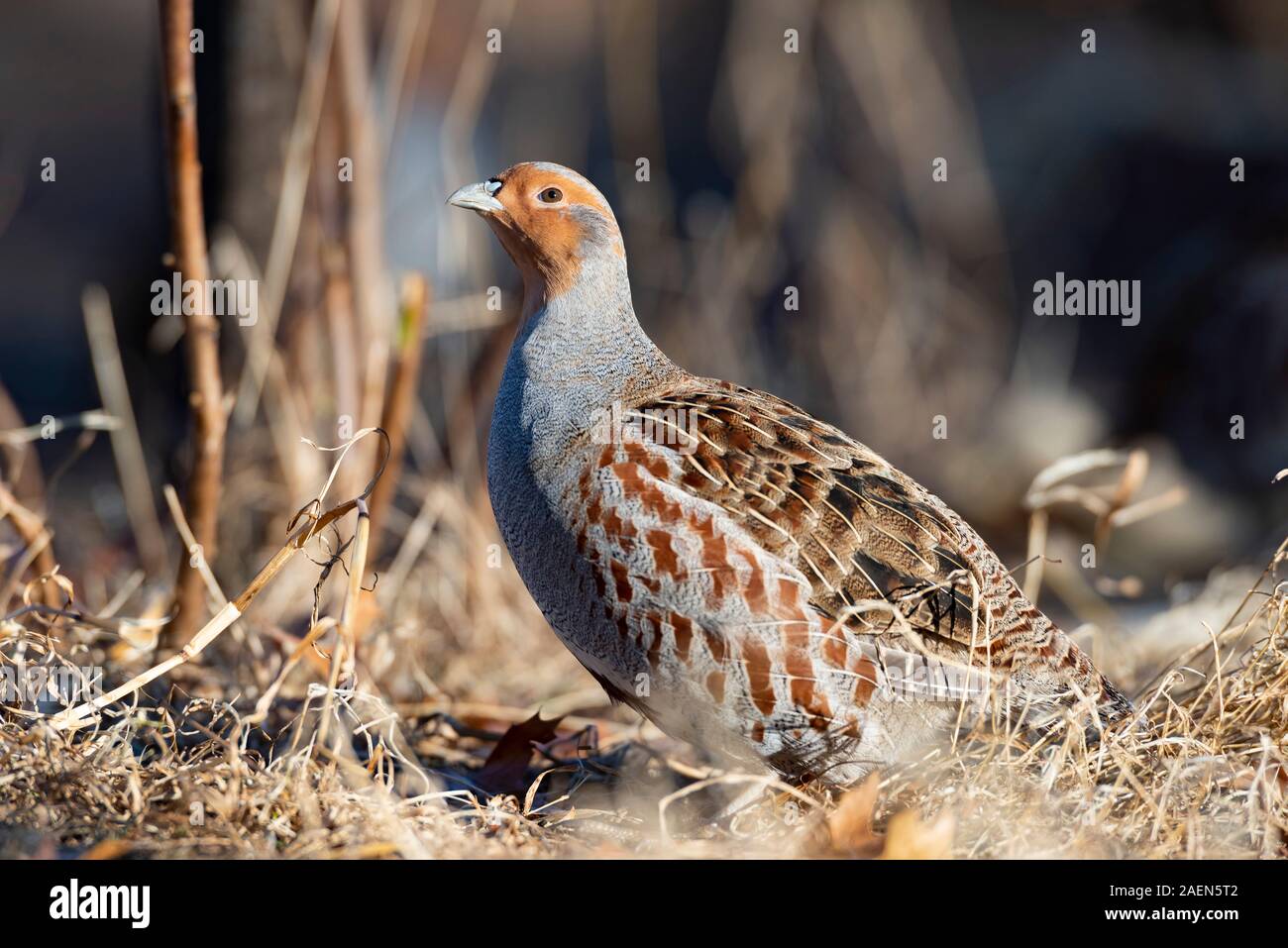 パートリッヂ #1 Hungarian Partridge ケープ パートリッヂ #1 Hungarian Partridge ケープ Hungarian