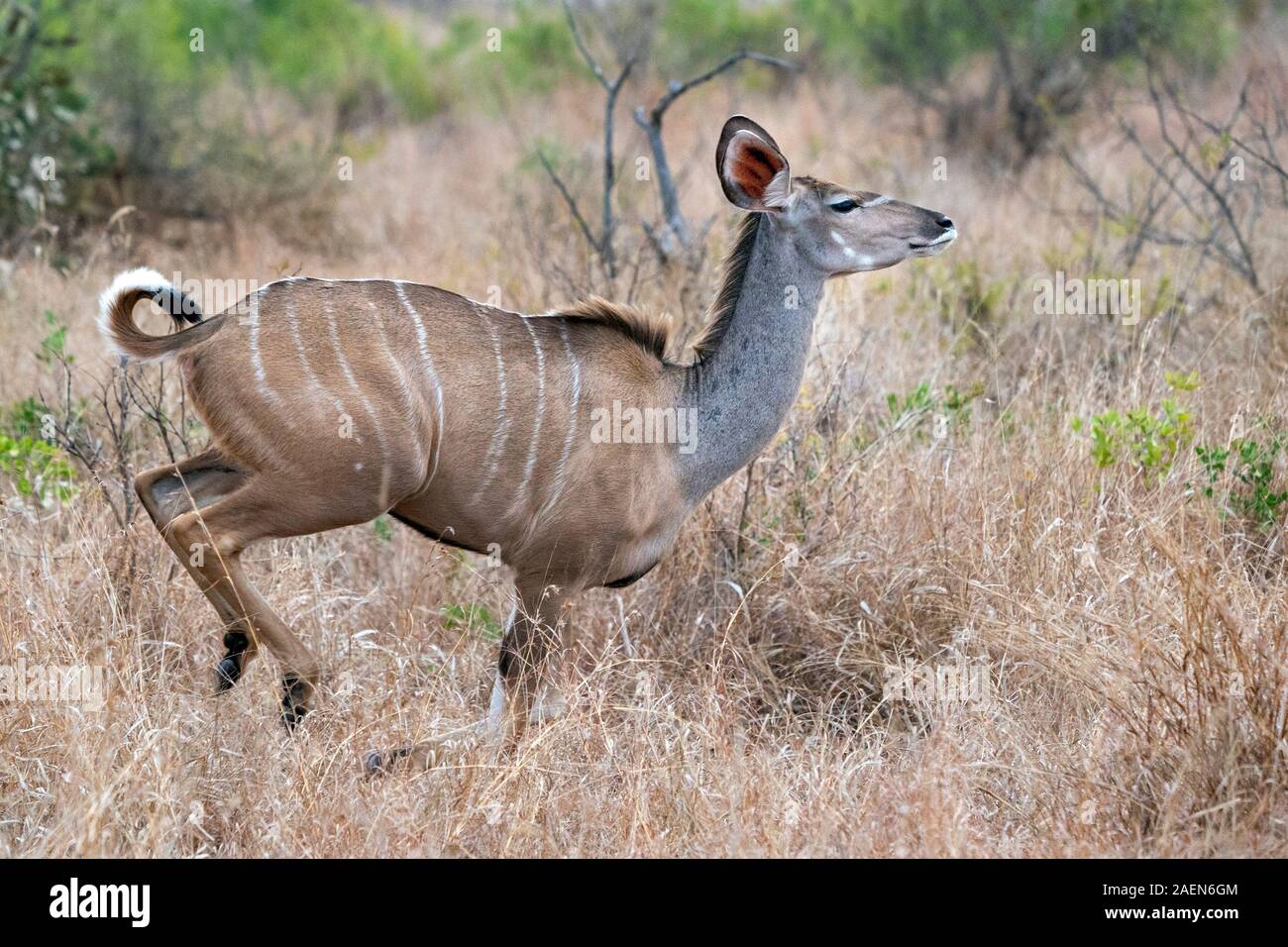 Greater kudu african antelope running in Kruger Park south Africa Stock  Photo - Alamy