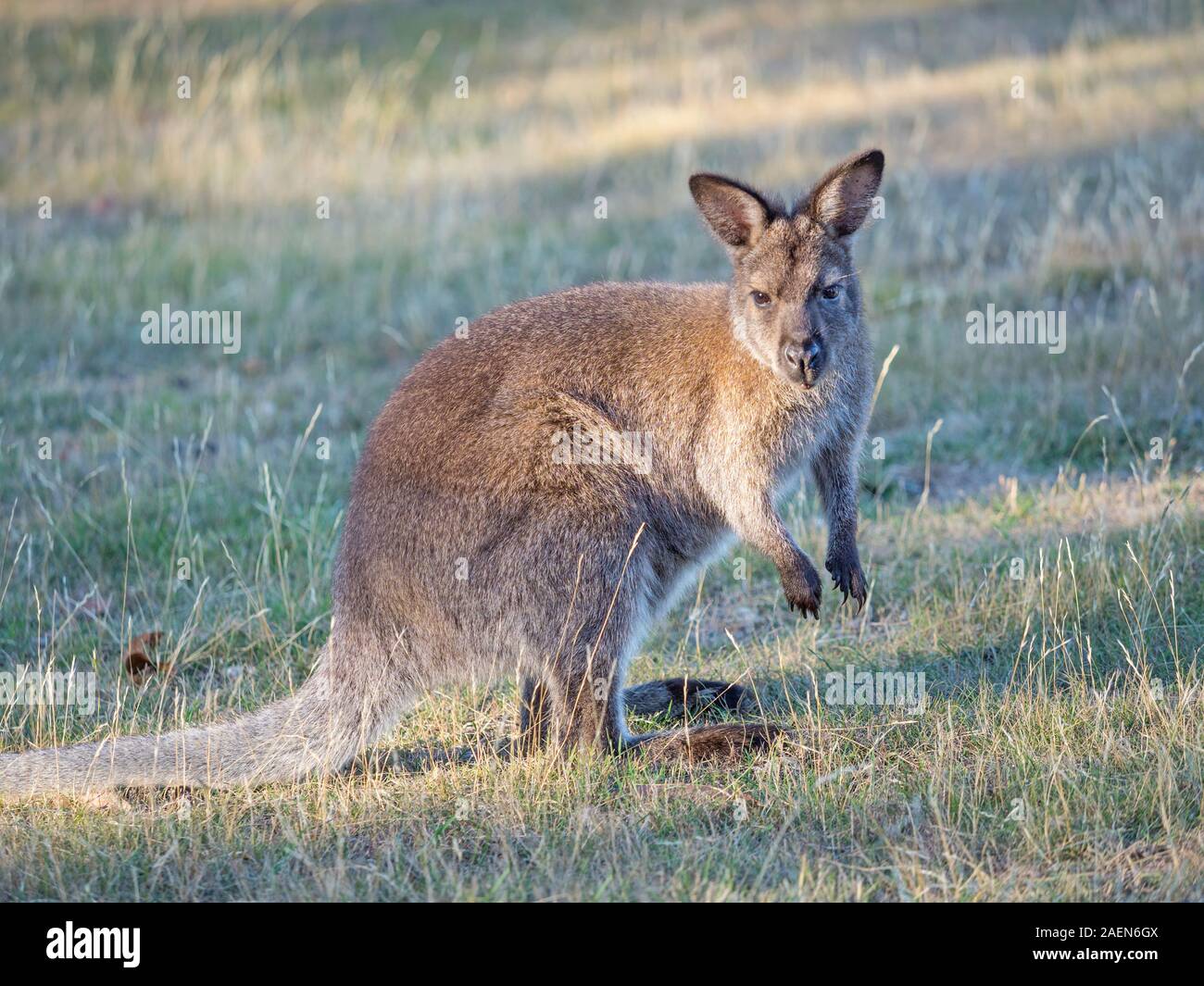 The red-necked wallaby or Bennetts wallaby (Macropus rufogriseus) is a medium-sized macropod marsupial found in Australia. Stock Photo