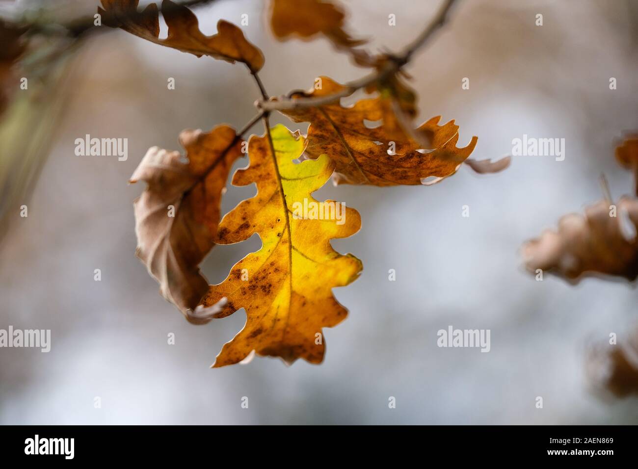 December 2019, Auvergne-Rhône-Alpes, France-Forest and leaves in the colours of autumn Stock Photo