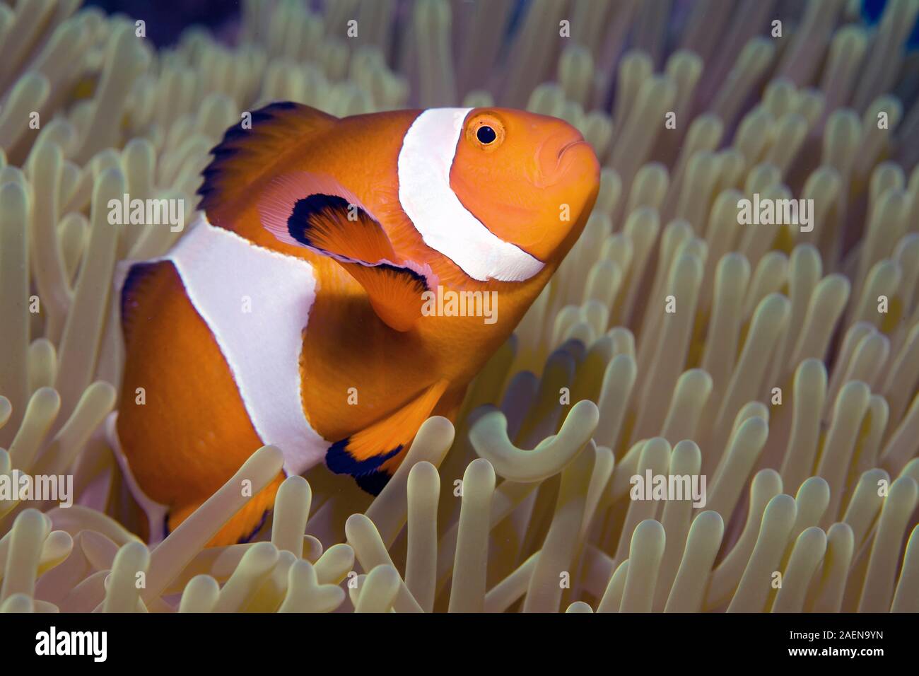 Western clown anemonefish (Amphiprion ocellaris) lives in symbiose with Magnificent sea anemone (Heteractis magnifica), Dumaguete, Negros, Philippines Stock Photo