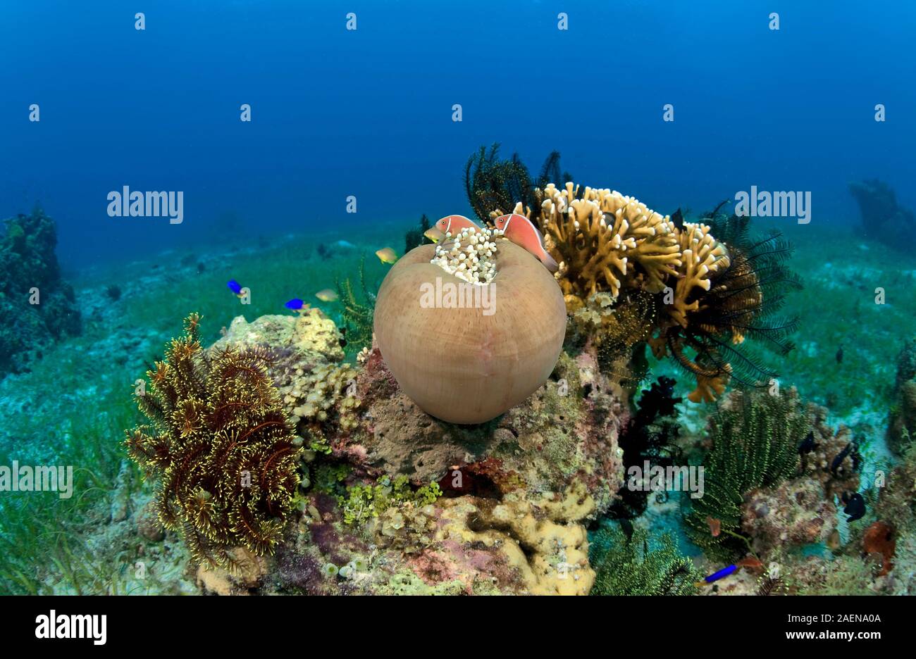 Pink anemonefishes (Amphiprion perideraion) on a Magnificent sea anemone (Heteractis magnifica), Dumaguete, Negros, Philippines Stock Photo