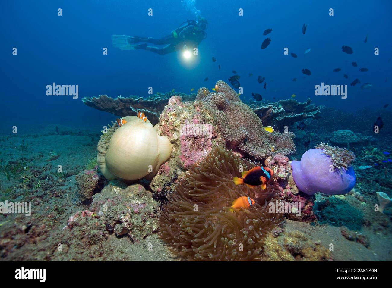 Scuba diver (woman) watches various anemonefishes (Amphiprion ocellaris) which lives in symbiose with sea anemones, Dumaguete, Negros, Philippines Stock Photo