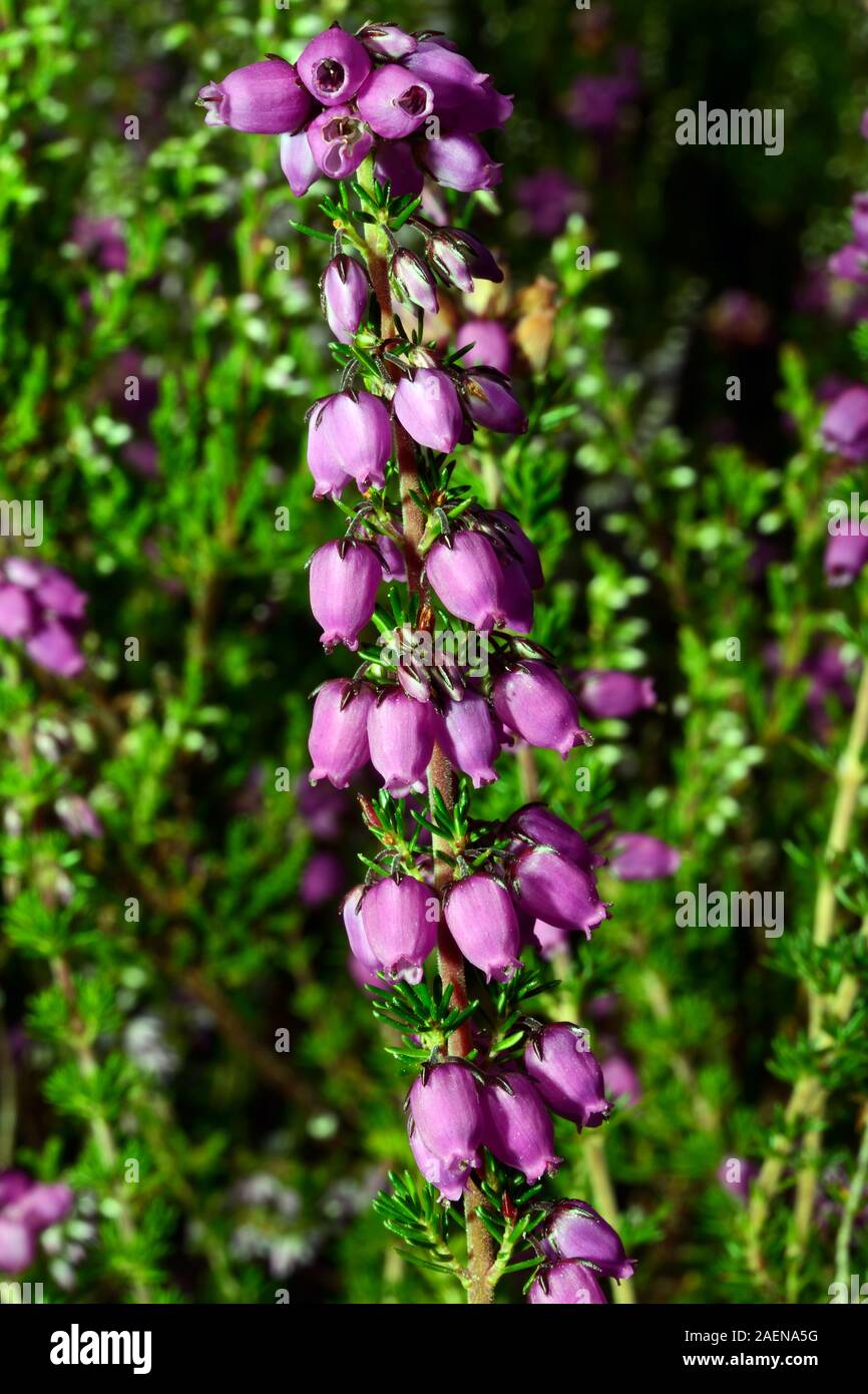 Erica cinerea (bell heather) is native to western and central Europe where it occurs on moors and heathland. Stock Photo
