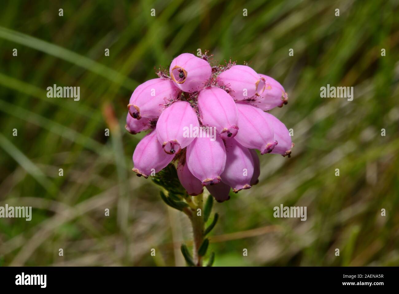 Erica tetralix (cross-leaved heath) is native to Europe where it occurs in  bogs, wet heaths and damp coniferous woodland. Stock Photo