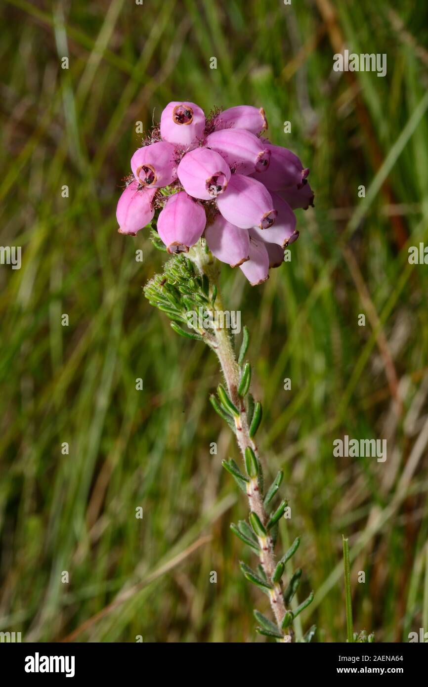 Erica tetralix (cross-leaved heath) is native to Europe where it occurs in  bogs, wet heaths and damp coniferous woodland. Stock Photo