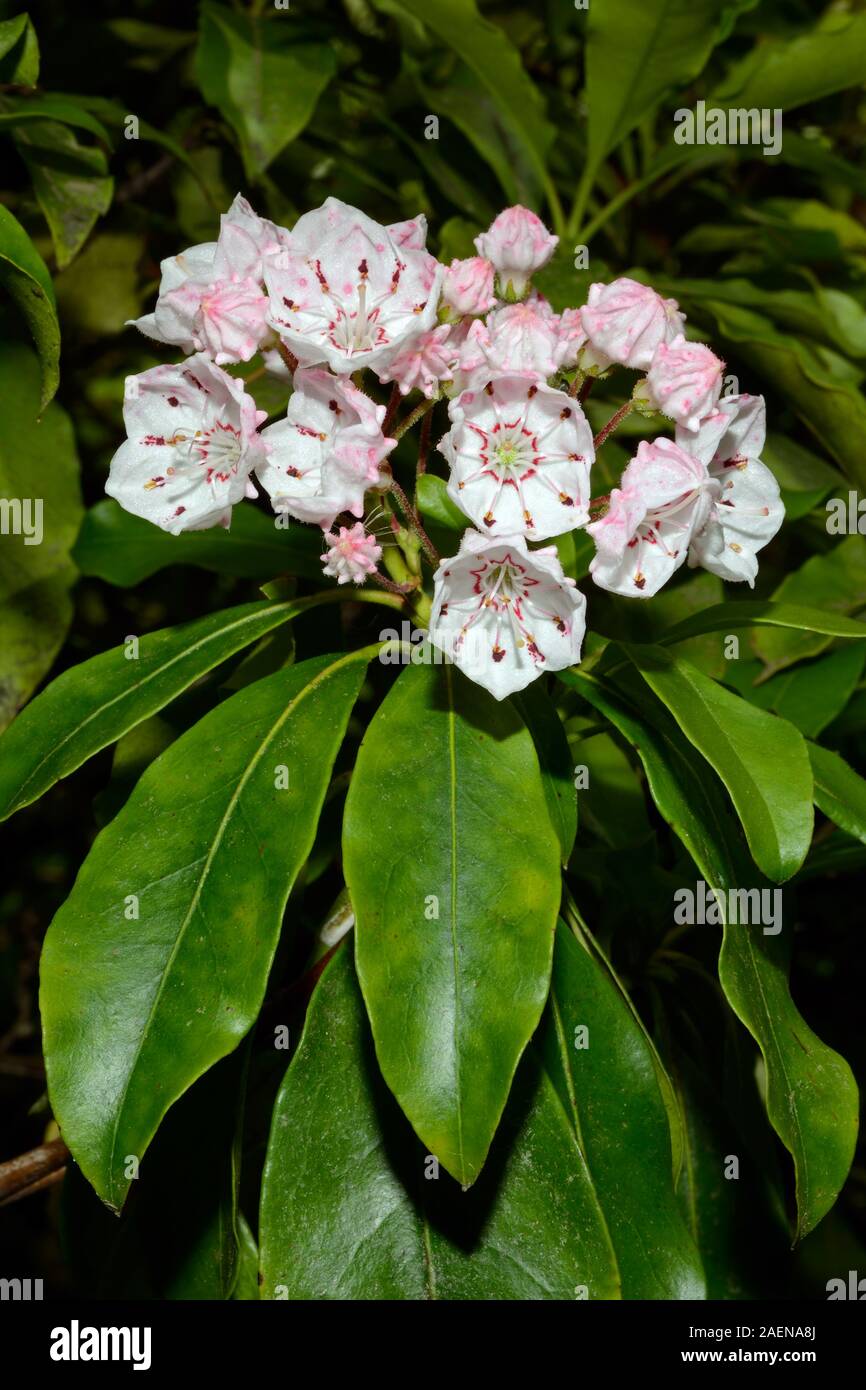 Kalmia latifolia (mountain laurel) is a broadleaved evergreen shrub native to the eastern United States where it often occurs in oak-heath forests. Stock Photo